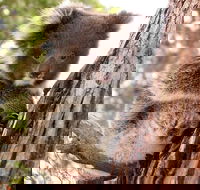 Kangaroo Island Luxury Small Group 'Island Life' Full Day Tour - Timeshare Accommodation