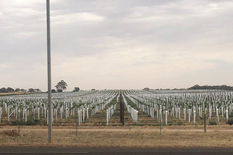 Intimate Wine Experience - Barossa Valley - Timeshare Accommodation 6