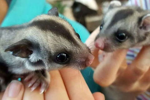 Adelaide Cultural Safari - Private Charters - Timeshare Accommodation 0