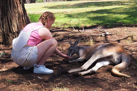 Adelaide Driving Tour - Timeshare Accommodation 0