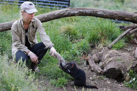 After Dark Tasmanian Devil Feeding Tour At Cradle Mountain - Timeshare Accommodation 3