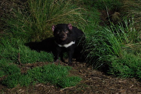 After Dark Tasmanian Devil Feeding Tour At Cradle Mountain - Timeshare Accommodation 1