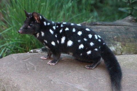 After Dark Tasmanian Devil Feeding Tour At Cradle Mountain - Timeshare Accommodation 5