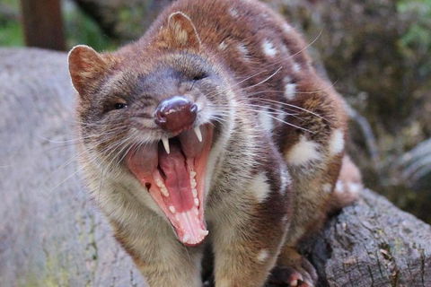 After Dark Tasmanian Devil Feeding Tour At Cradle Mountain - Timeshare Accommodation 4