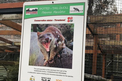 After Dark Tasmanian Devil Feeding Tour At Cradle Mountain - Timeshare Accommodation 2