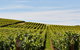 Launceston Wine & Sightseeing Tours - thumb 3