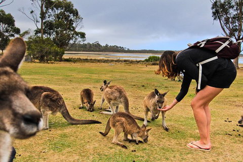4-Day Fabulous Tasmania Tour: Wineglass Bay, Port Arthur, Devils & Bruny Island - Timeshare Accommodation 5