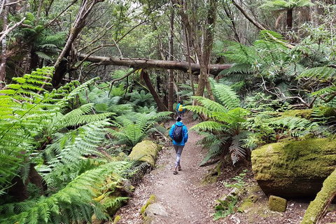 Mt. Wellington Morning Hike + Afternoon Beer & History Walk - Timeshare Accommodation 7