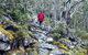 Mt. Wellington Morning Hike + Afternoon Beer & History Walk - thumb 8