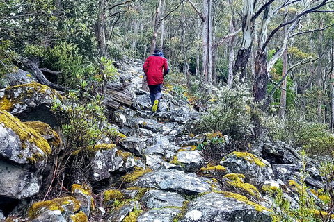 Mt. Wellington Morning Hike + Afternoon Beer & History Walk - Timeshare Accommodation 8