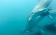 Dolphin And Seal Swim Reef Snorkel Boat Tour Mornington Peninsula - thumb 12