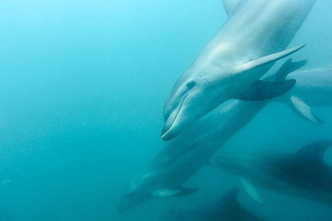 Dolphin And Seal Swim Reef Snorkel Boat Tour Mornington Peninsula - Timeshare Accommodation 12