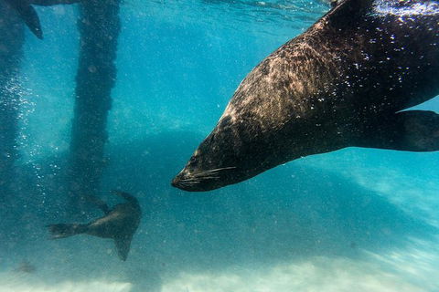 Dolphin And Seal Swim Reef Snorkel Boat Tour Mornington Peninsula - Timeshare Accommodation 7