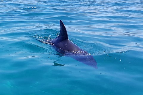 Dolphin And Seal Swim Reef Snorkel Boat Tour Mornington Peninsula - Timeshare Accommodation 2