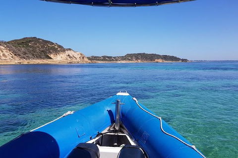 Dolphin And Seal Swim Reef Snorkel Boat Tour Mornington Peninsula - Timeshare Accommodation 6