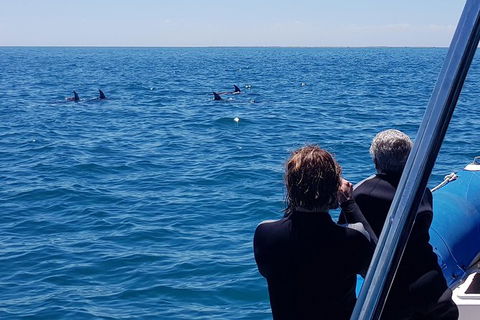 Dolphin And Seal Swim Reef Snorkel Boat Tour Mornington Peninsula - Timeshare Accommodation 13