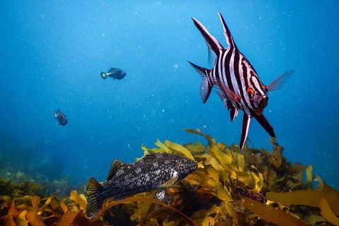 Dolphin And Seal Swim Reef Snorkel Boat Tour Mornington Peninsula - Timeshare Accommodation 5