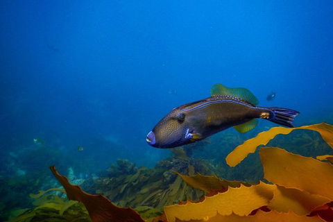Dolphin And Seal Swim Reef Snorkel Boat Tour Mornington Peninsula - Timeshare Accommodation 9