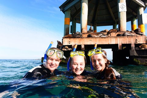 Dolphin And Seal Swim Reef Snorkel Boat Tour Mornington Peninsula - Timeshare Accommodation 4