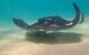 Dolphin And Seal Swim Reef Snorkel Boat Tour Mornington Peninsula - thumb 15