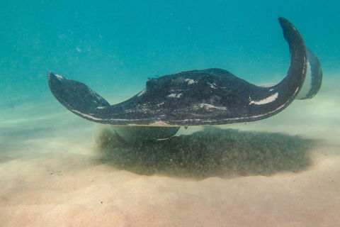 Dolphin And Seal Swim Reef Snorkel Boat Tour Mornington Peninsula - Timeshare Accommodation 15