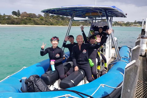 Dolphin And Seal Swim Reef Snorkel Boat Tour Mornington Peninsula - Timeshare Accommodation 16
