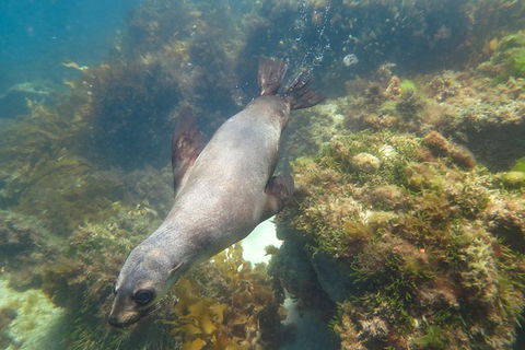 Dolphin And Seal Swim Reef Snorkel Boat Tour Mornington Peninsula - Timeshare Accommodation 3