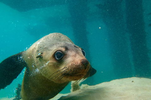 Dolphin And Seal Swim Reef Snorkel Boat Tour Mornington Peninsula - Timeshare Accommodation 0