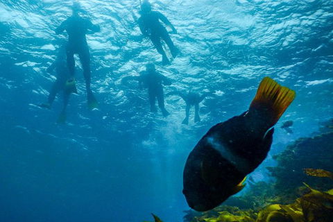 Dolphin And Seal Swim Reef Snorkel Boat Tour Mornington Peninsula - Timeshare Accommodation 1