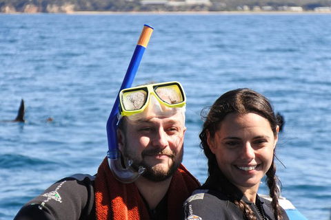 Dolphin And Seal Swim Reef Snorkel Boat Tour Mornington Peninsula - Timeshare Accommodation 18