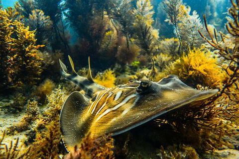 Dolphin And Seal Swim Reef Snorkel Boat Tour Mornington Peninsula - Timeshare Accommodation 11