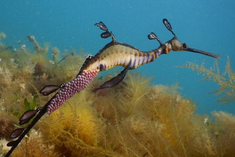 Dolphin And Seal Swim Reef Snorkel Boat Tour Mornington Peninsula - Timeshare Accommodation 10