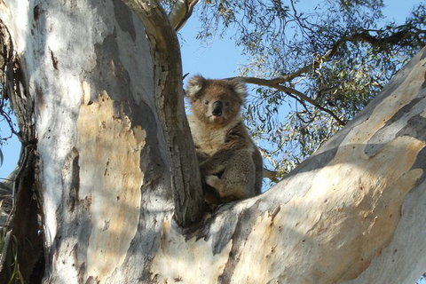 Tahbilk Winery And Wetlands Tour With Local Wine Ambassador Including Lunch, Wine Tasting And A Wine Making Class - Timeshare Accommodation 1