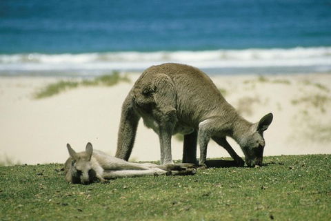 LGBT+ Friendly 12-Hour Great Ocean Road Private Tour - Timeshare Accommodation 3