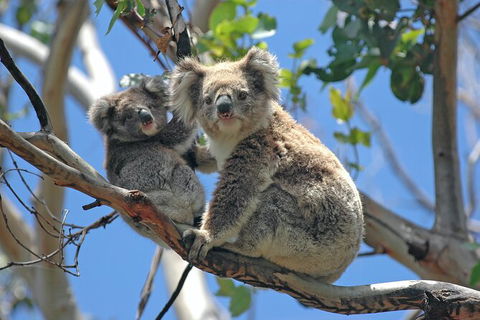 LGBT+ Friendly 12-Hour Great Ocean Road Private Tour - Timeshare Accommodation 8
