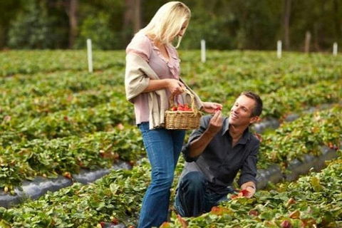 Melbourne Private Fruit Picking Tours (Up To 3 Persons) - Timeshare Accommodation 4