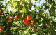 Melbourne Private Fruit Picking Tours (Up To 3 Persons) - thumb 0