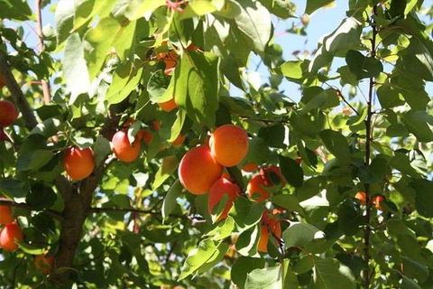 Melbourne Private Fruit Picking Tours (Up To 3 Persons) - Timeshare Accommodation 0