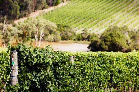 Mornington Peninsula 2-6 Guests With Lunch And Art Walk At Pt Leo Estate - Timeshare Accommodation 5