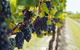 Yarra Valley 2-6 Guests With Lunch And Gin Tasting At Four Pillars - thumb 4