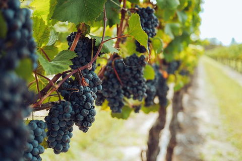 Yarra Valley 2-6 Guests With Lunch And Gin Tasting At Four Pillars - Timeshare Accommodation 4