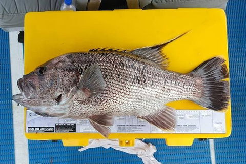 Abrolhos Islands Fishing Charter - Timeshare Accommodation 2