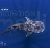 Migration Media - Timeshare Accommodation