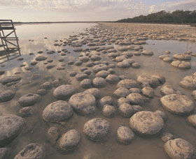 Lake Clifton Thrombolites - Timeshare Accommodation 0