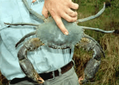Whitsunday Crocodile Safari - Timeshare Accommodation 0