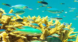 Reef Jet Cruises - Timeshare Accommodation 4
