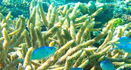 Reef Jet Cruises - Timeshare Accommodation 5