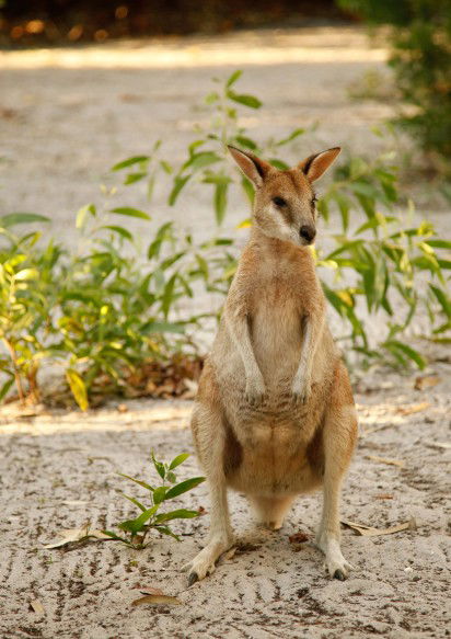 An Island Hideaway - Timeshare Accommodation 4