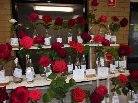 Anglican Spring Flower Show Gundagai - Timeshare Accommodation 0