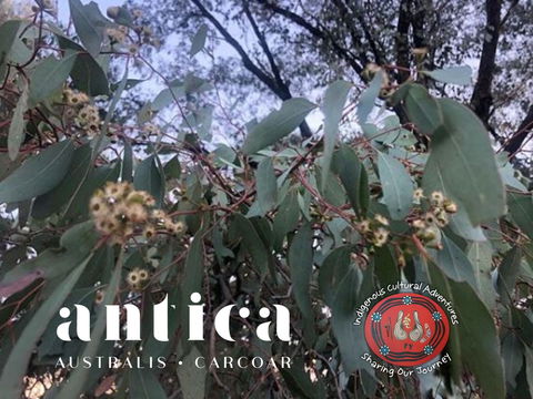 Antica Australis - Winter Fire Festival - Timeshare Accommodation 0